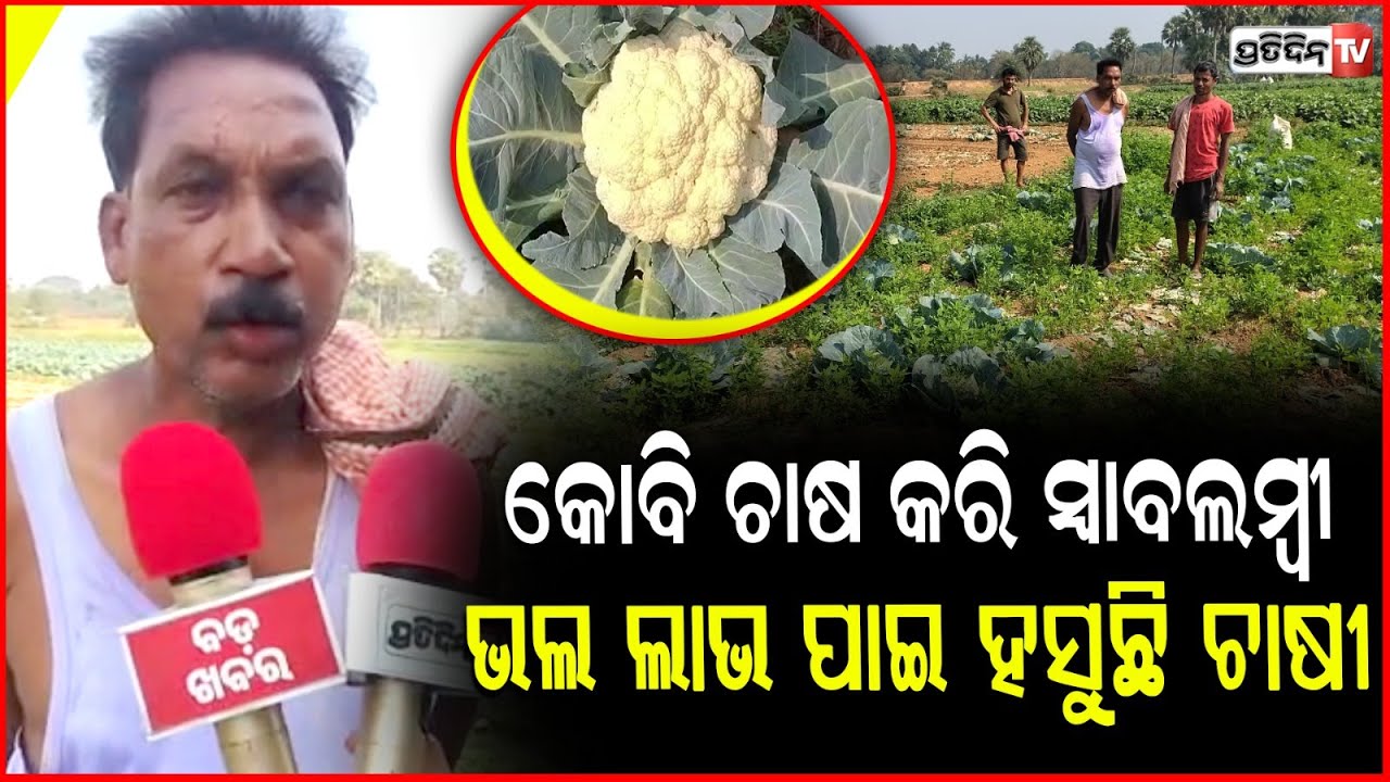 ଆଳିରେ ଜୈବିକ ପଦ୍ଧତିରେ କୋବି ଚାଷ କରି ସ୍ବାବଲମ୍ବୀ ହେଲେ ଚାଷୀ ! Organic cabbage farming ,Kendrapada
