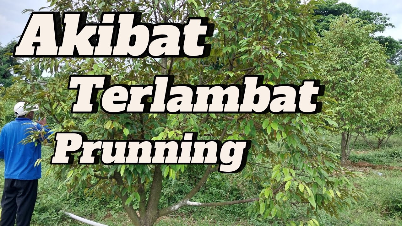 Akibat Terlambat Pruning Pohon Durian Jadi Begini