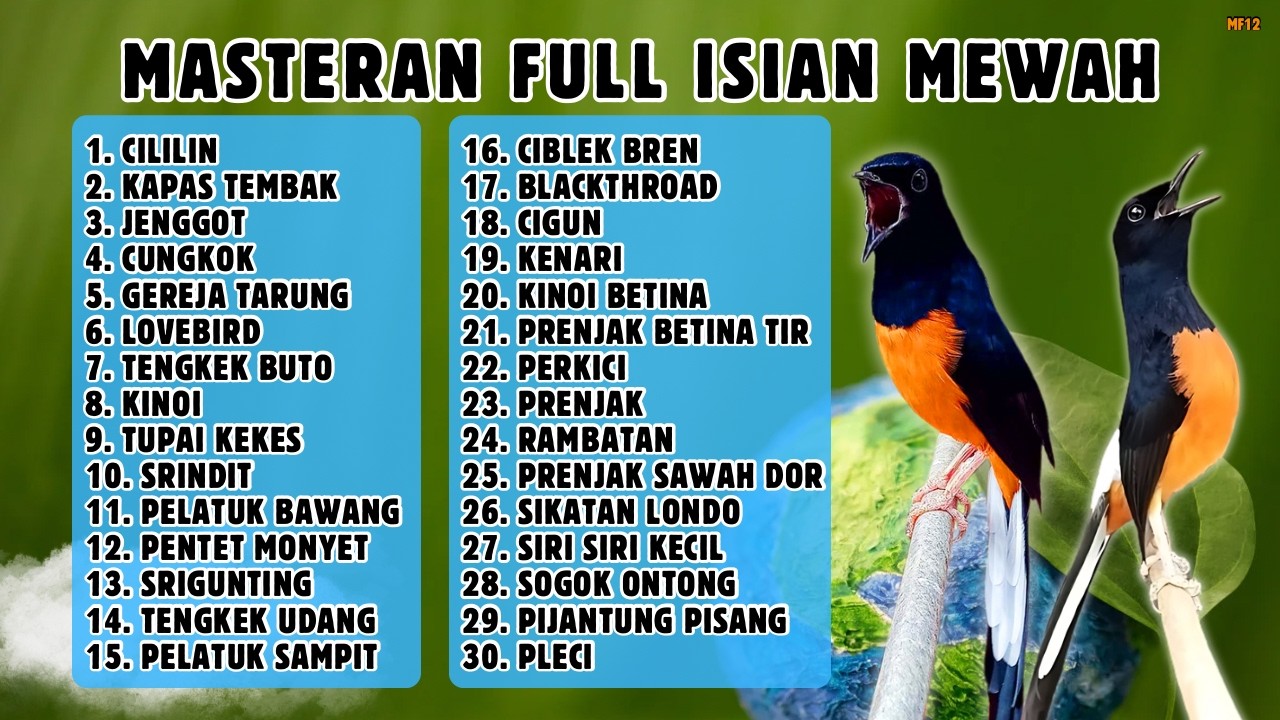 🔴 MASTERAN PALING LENGKAP ‼️ FULL ISIAN MURAI BATU GACOR