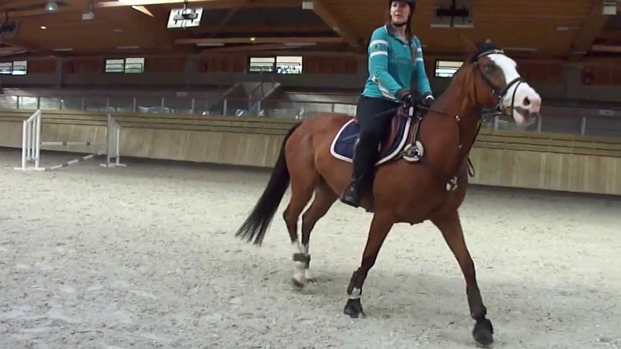 Stage CSO avec Luc Chateau au Pole International de Deauville Juillet 2013