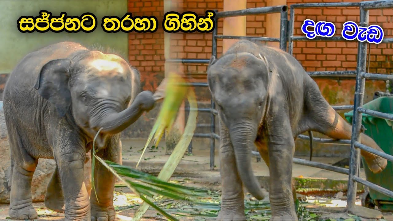 අද හොදටම කෙන්ති ගිහින් | Sajjana And Dissa Cute Baby Elephant