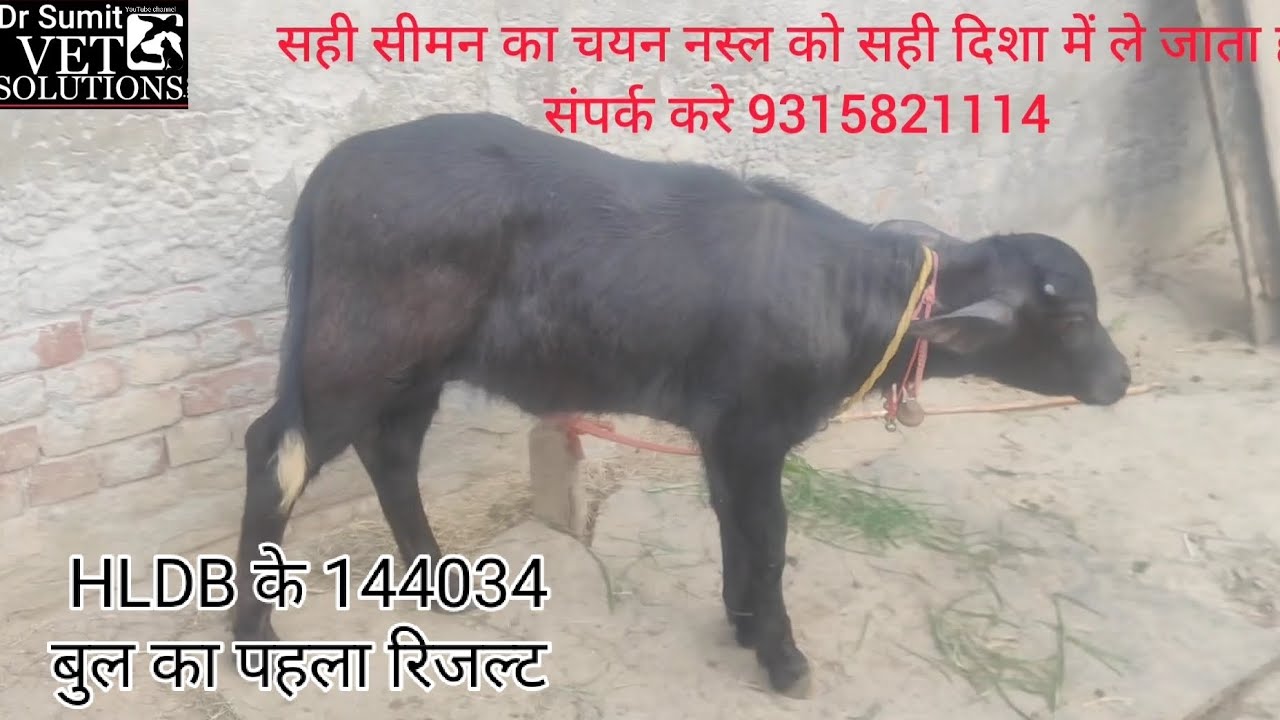 HLDB के 144034 बुल का पहला रिजल्ट कटिया आई सावधान रहे चोरों ने नक़ली सेमेन भी बाजार में उतार दिया ह