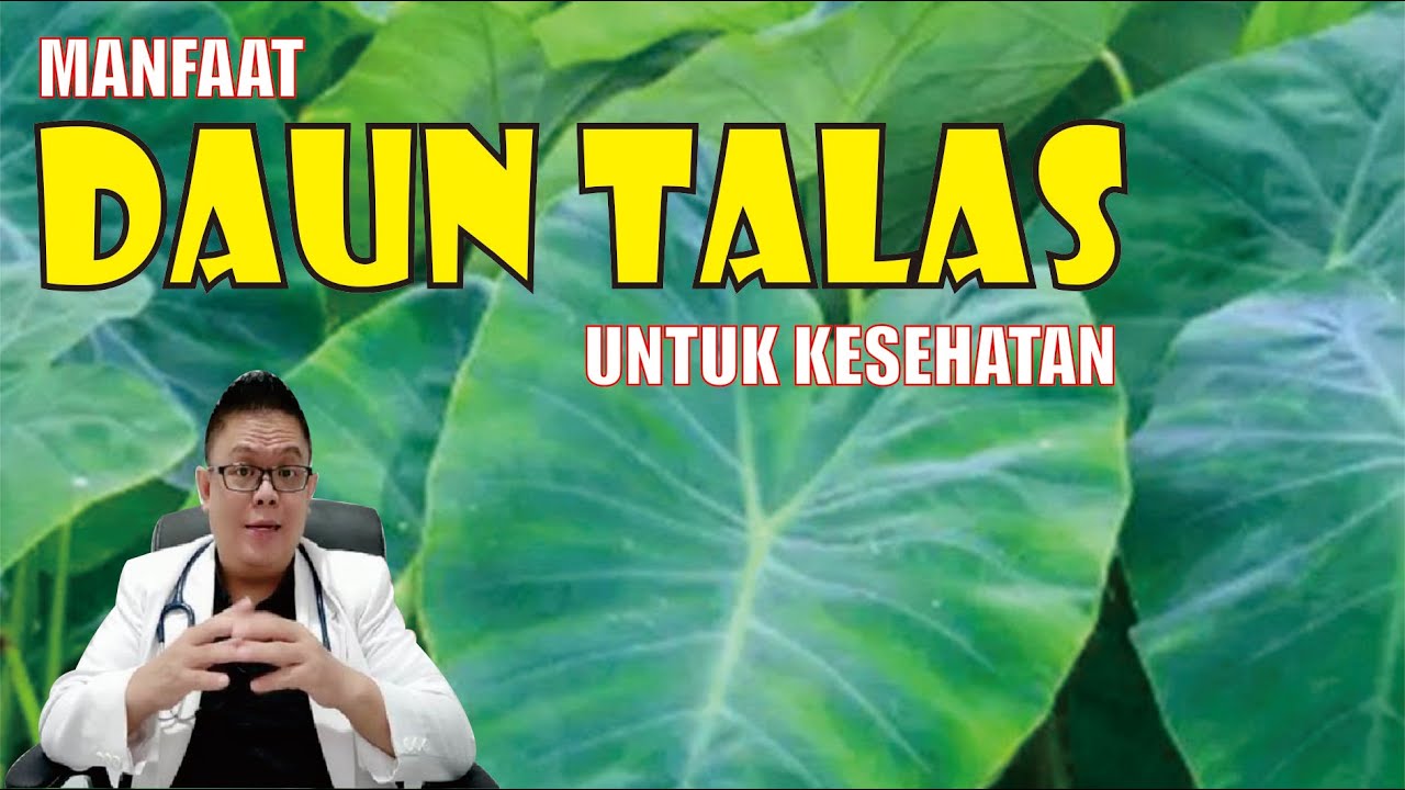 MANFAAT DAUN TALAS UNTUK KESEHATAN DAN CARA PENGOLAHANNYA