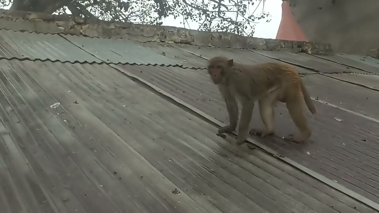 My mini blog 8 😝🐒 