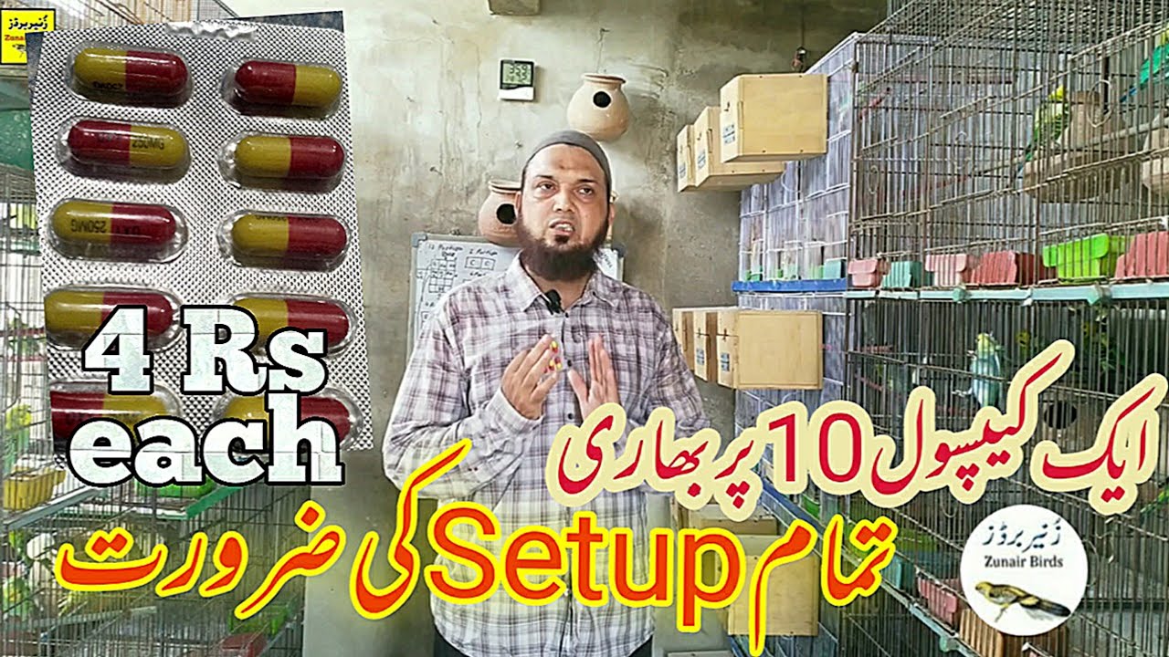 ایک کیپسول 10 پر بھاری صرف Rs 4 |تمام setup کی ضرورت|Zunair Birds Setup