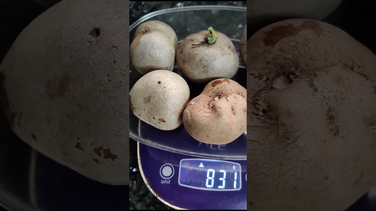 Today's Harvest - Air Potato 🥔