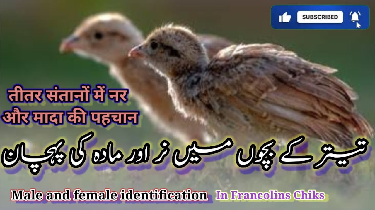 Teetar k  Bacho/Chicks Me Nar Or Mada ki Pehchan | Francolins chiks me male and female difference
