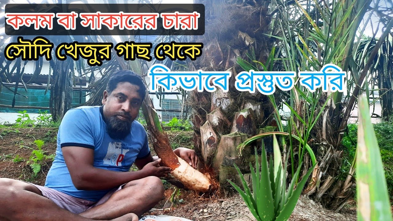 সৌদি খেজুর চাষ পদ্ধতি/সাকার বা কলমের চারা সৌদি খেজুর গাছ থেকে কিভাবে প্রস্তুত করি