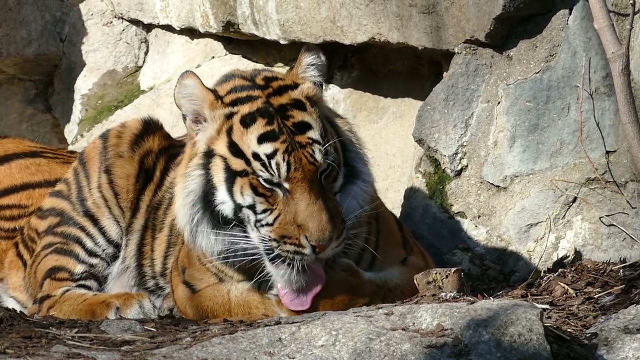 P1520057 26 02 2026 Sumatra-Tiger II