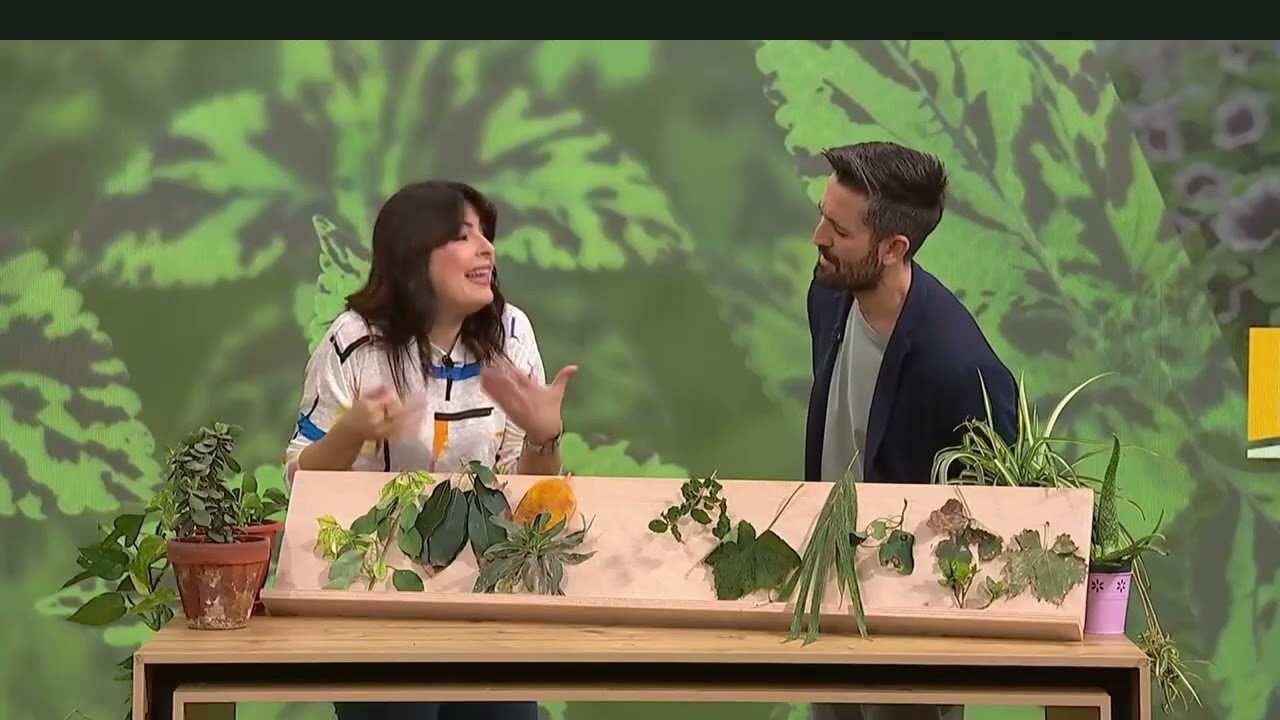 Plagues i malalties, el mal de cap de la jardineria