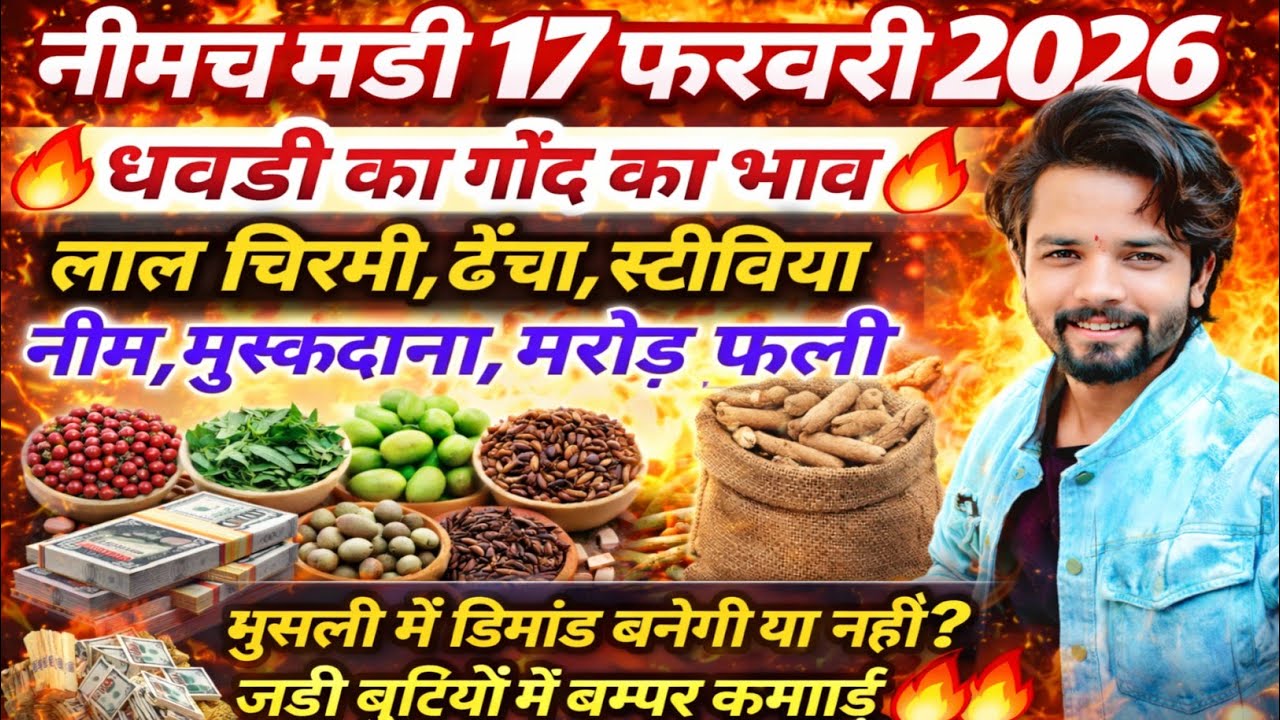 नीमच मंडी भाव। औषधी भाव। मुसली का भाव। Neemuch Mandi bhav aushdhi bhav, safed musli ka bhav neemuch 