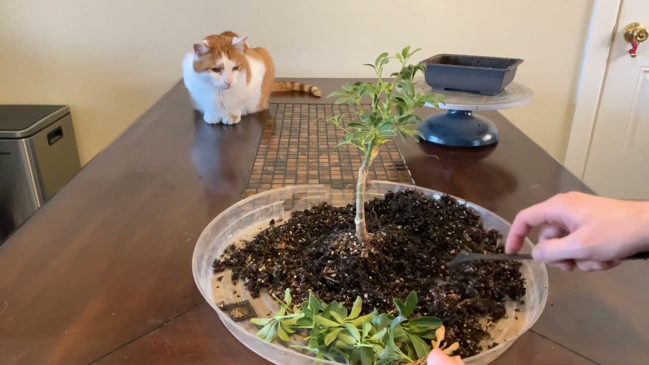 Schefflera bonsai pruning and repotting (March, 2021)