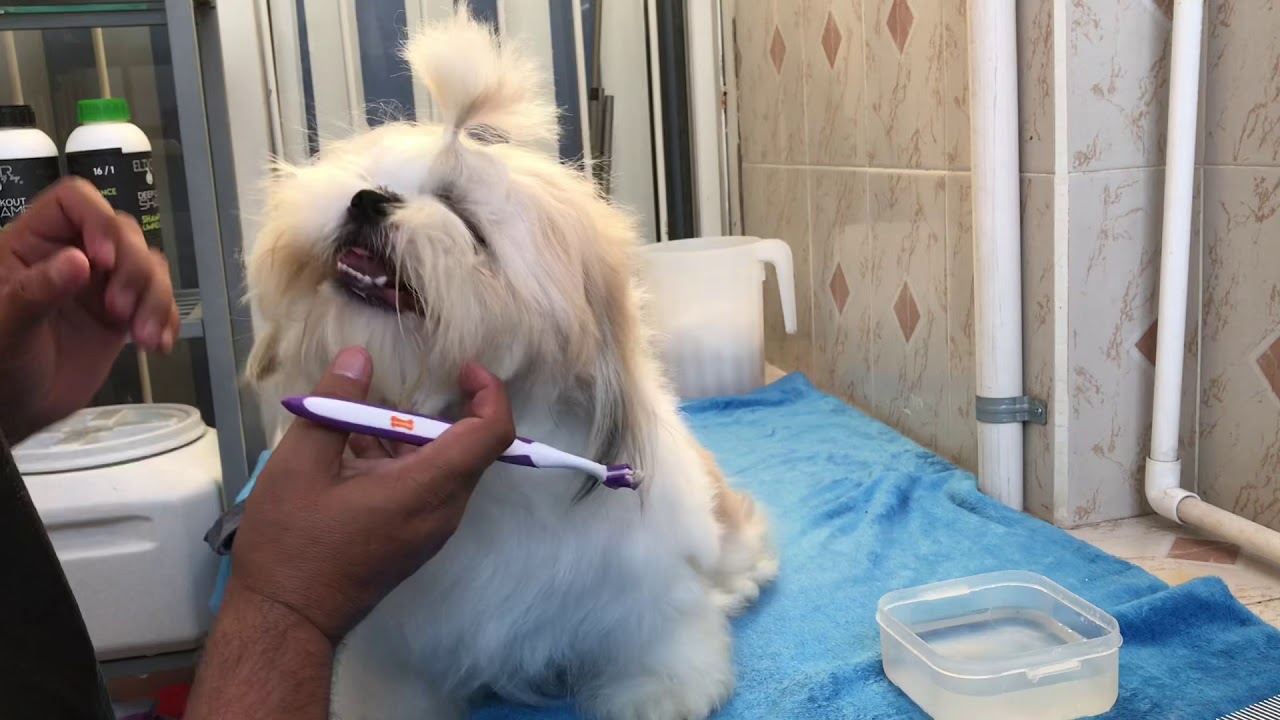 Como lavar los dientes a un perro | La Casita de los Shih Tzu