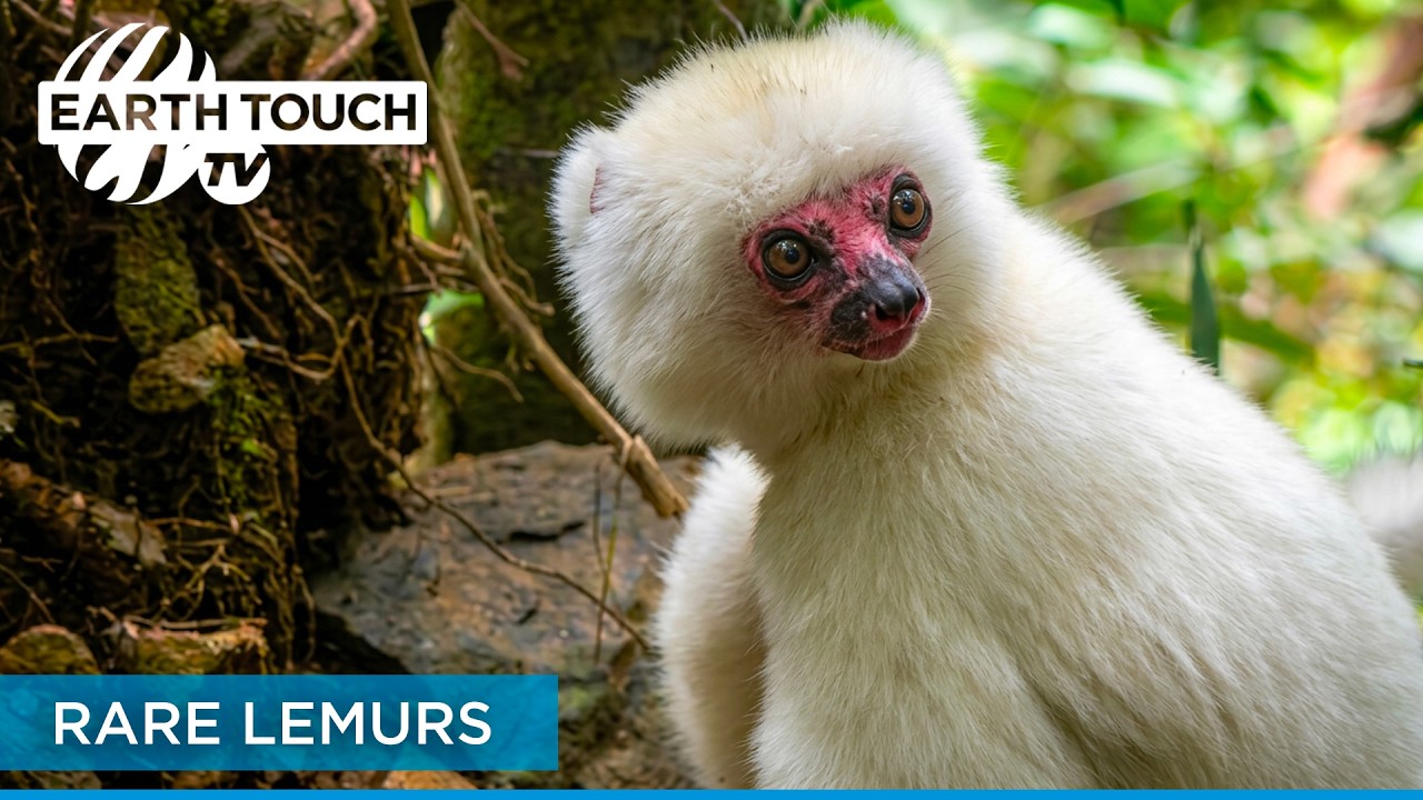 Trouble in Lemurland (full documentary) | Earth Touch TV