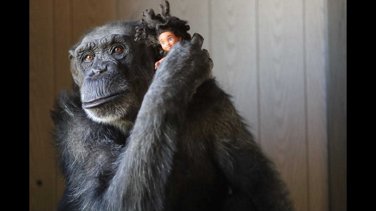 Фокси и её куклы