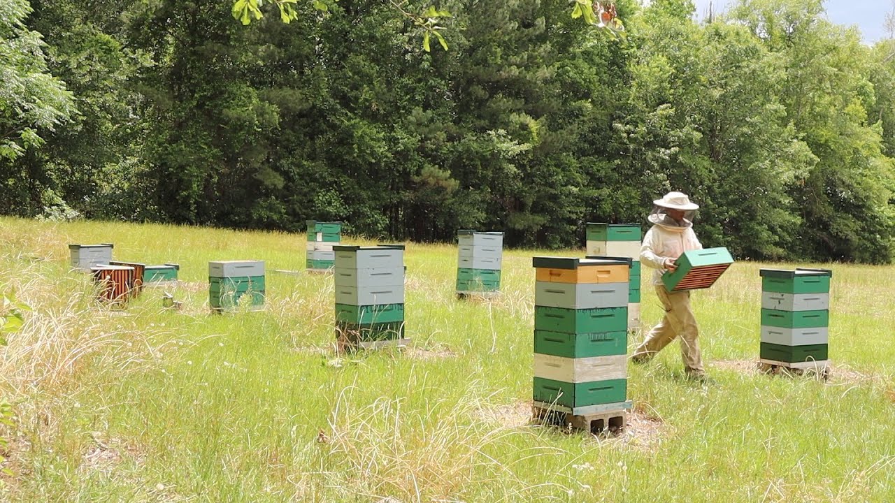 Harvesting 125 Pounds of PERFECT Local Honey