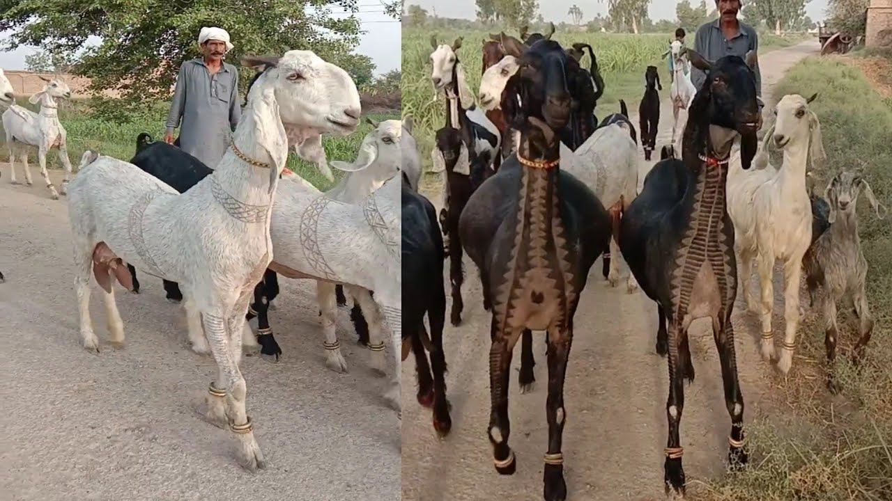 Beautifull Nachi Goat | Nachi Bakri | World Bigest Goat | Nachi Breed | Eid Qurbani 2021