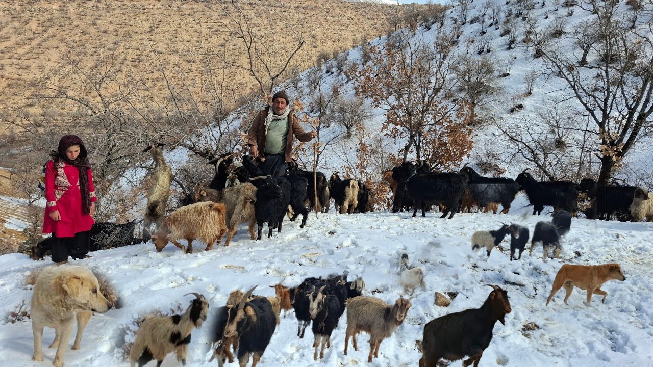 🐑❄️ Sheep in the snow and wind | Winter pasture in the mountains ❄️