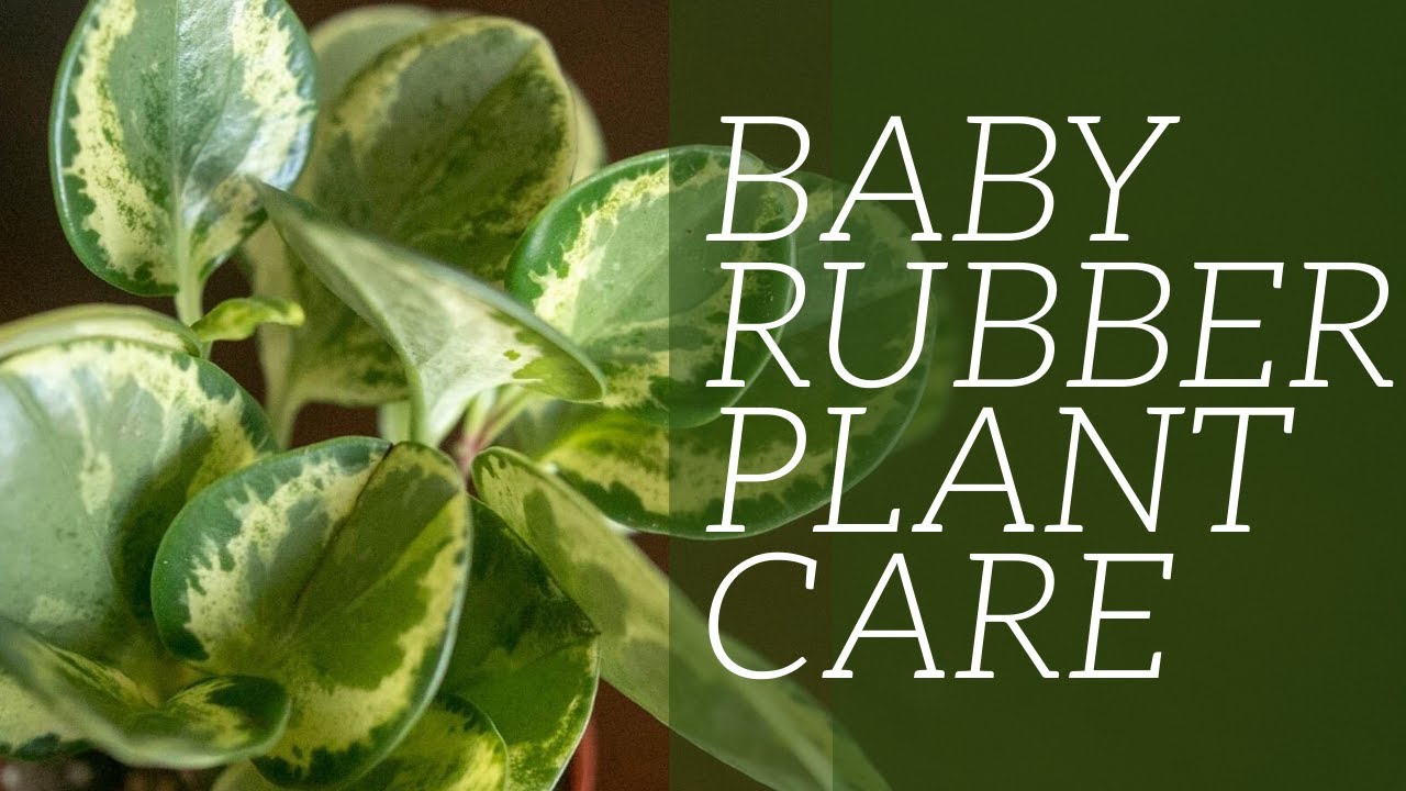 Baby Rubber Plant (Variegated Peperomia Obtusifolia) Plant Care - For Beginners