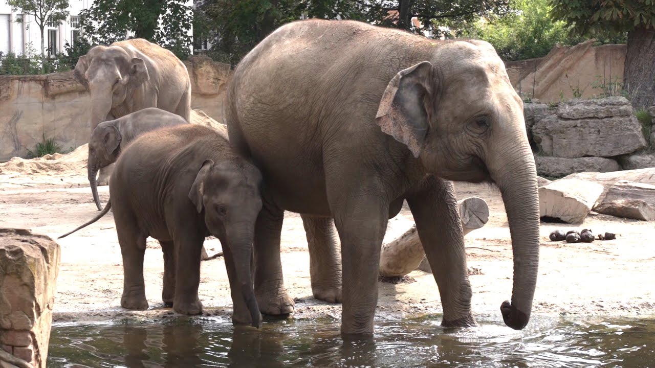 elephant elefant swimming video,Zoo Leipzig 4k,baby elephant zoo,zoo baby animals,Elefanten baden