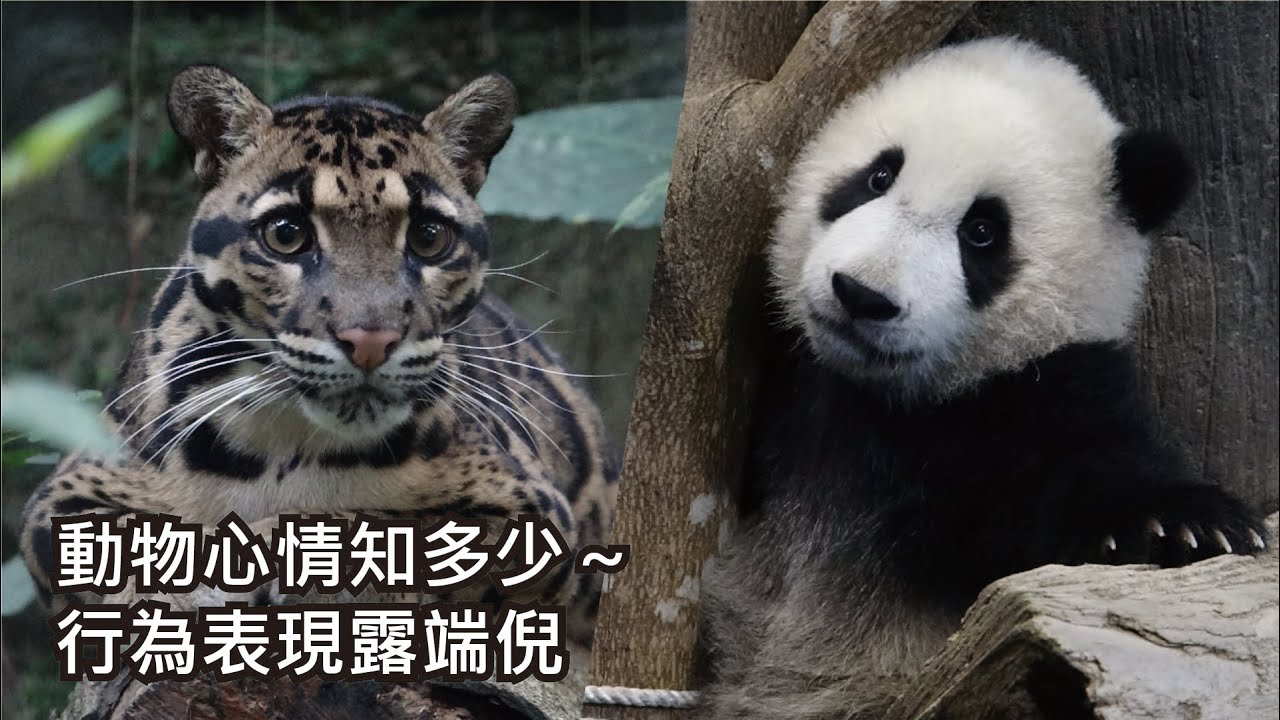 動物心情知多少～行為表現露端倪