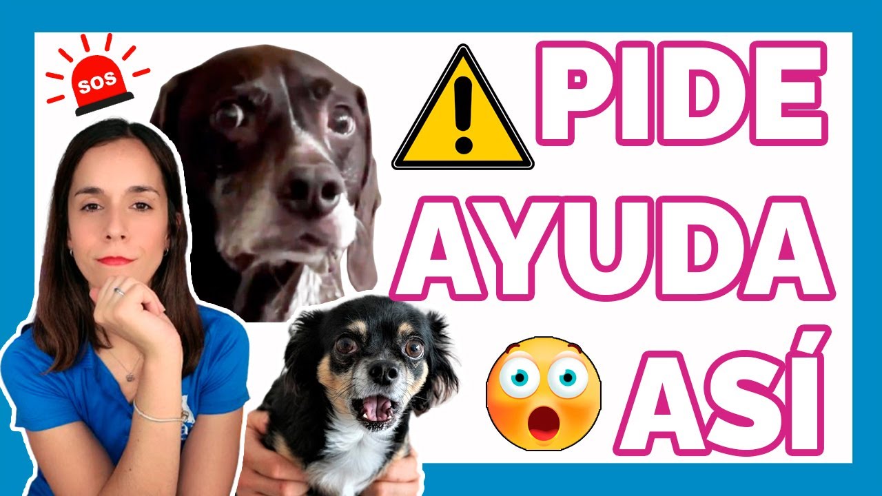 5 SEÑALES de que tu perro pide AYUDA y no lo sabías | Adiestramiento Canino