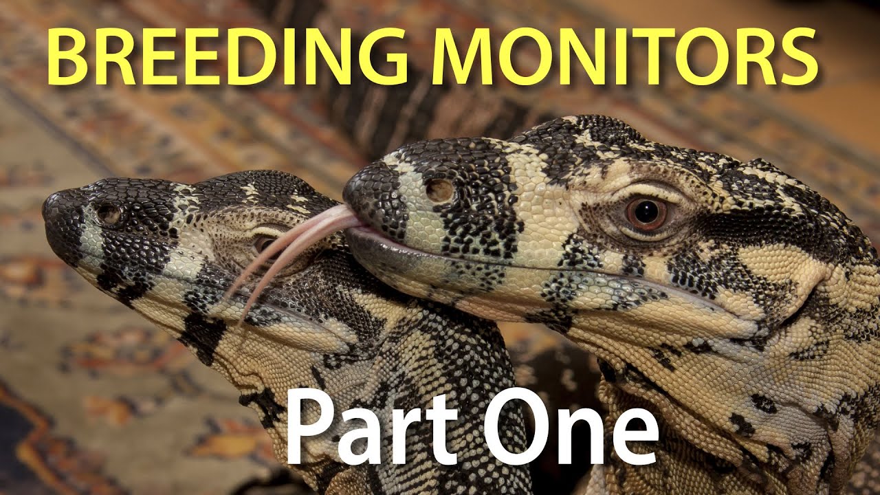 Breeding Monitors in Captivity Part One: Introduction
