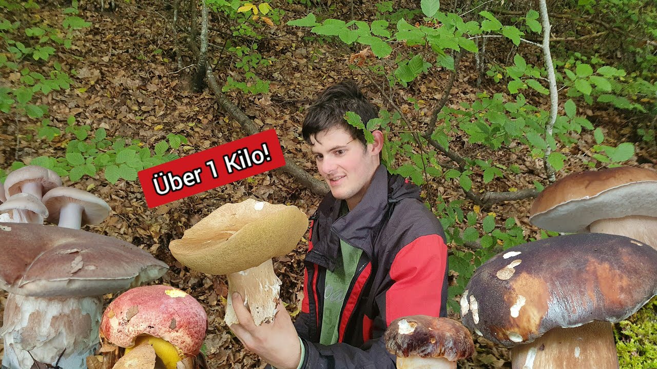 Sagenhaft seltener Fund - ALLE Steinpilze an einem Tag + Rekordfund!