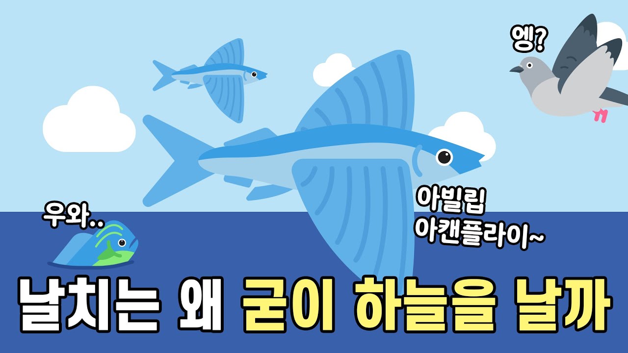 날치는 물고기인데 왜 굳이 하늘을 나는 걸까