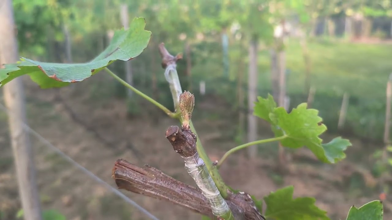 Pergola művelés hogyan kezdjük el,1,2 éves csemeték kialakítása 🍇🔥