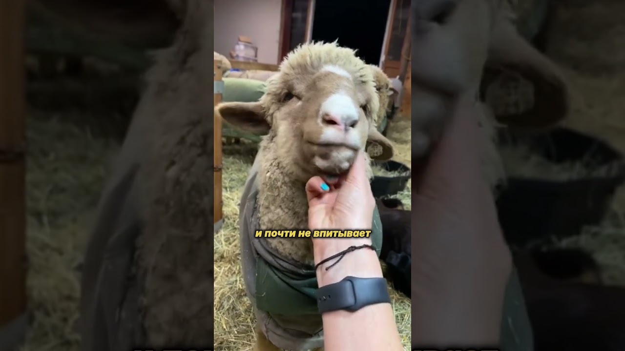 Это правда натуральная шерсть?! 🐑✨