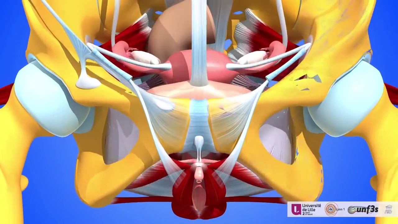Vidéo avec commentaire: Les organes pelviens féminins: les ligaments