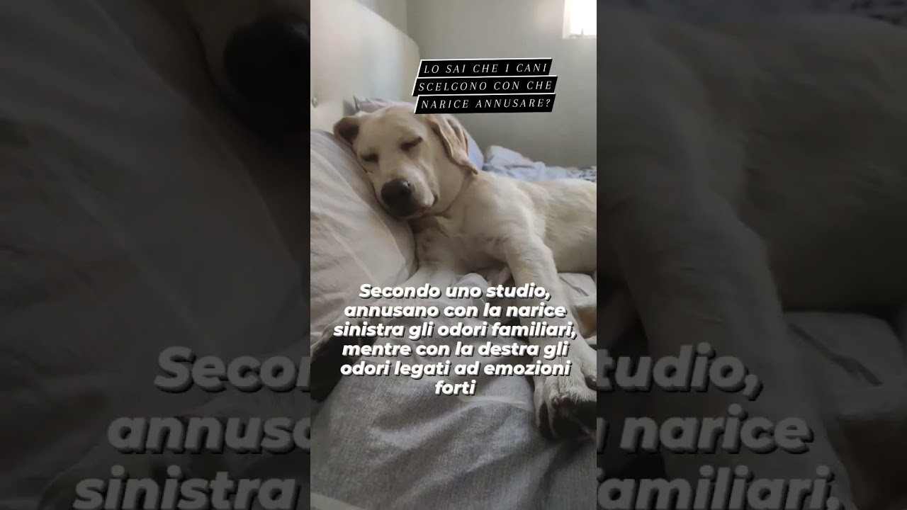 LO SAI CHE I CANI SCELGONO CON QUALE NARICE ANNUSARE? #viral #ormacollectio #cani #protezione