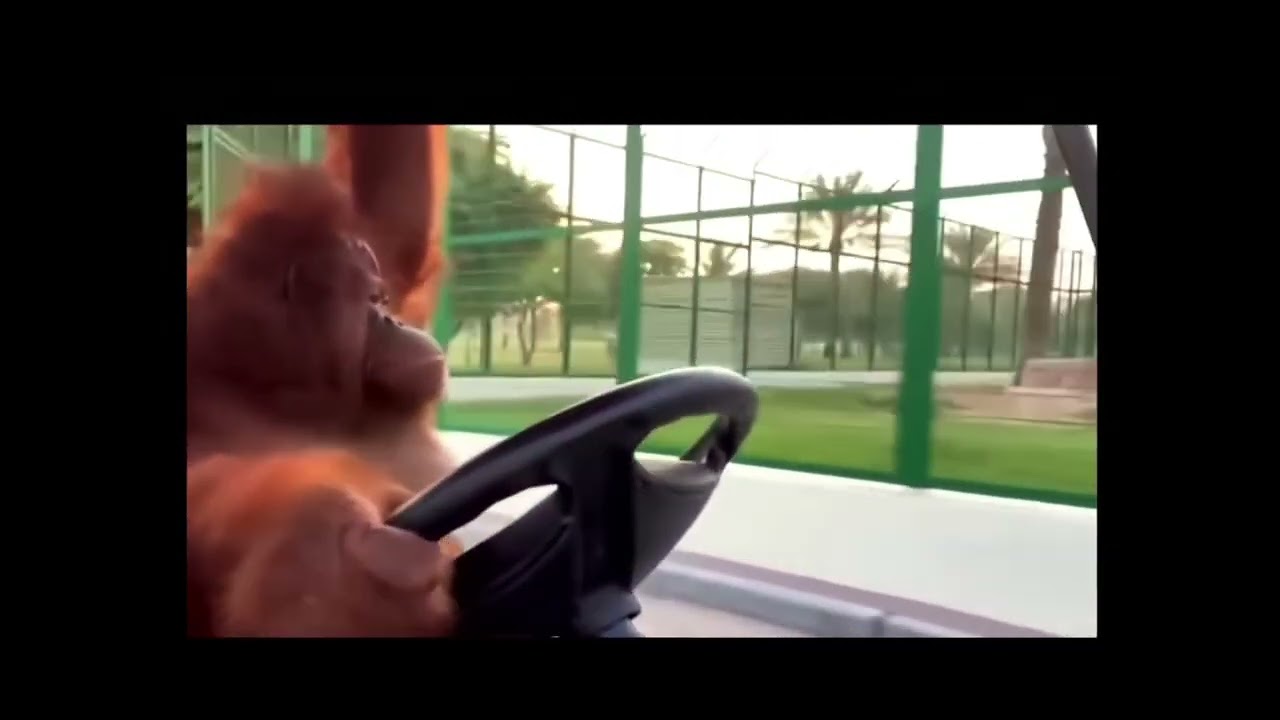 Life could be a Dream/Monke version pt 2