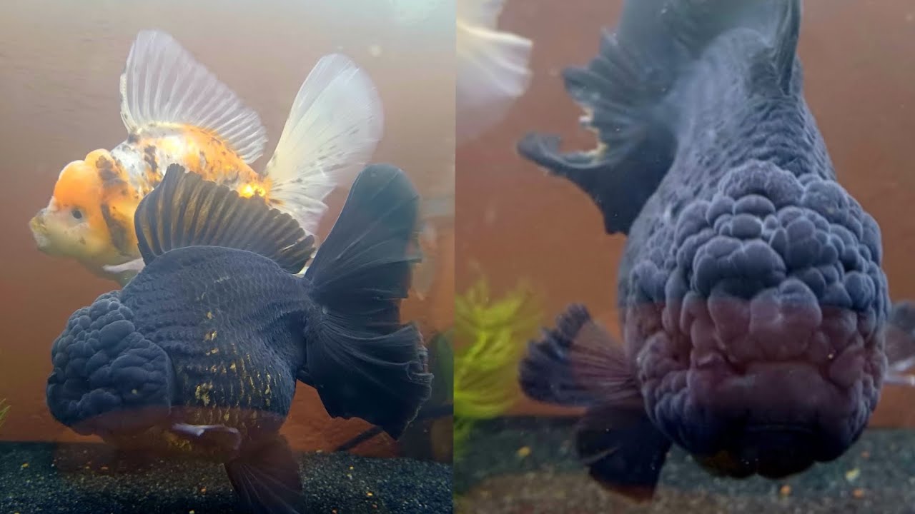 Oranda show quality. Intervista a Doitsu Koi Farm