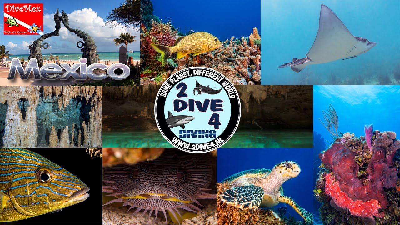 Brotherdive 2016 - Mexico - Long version (FULL HD - 2dive4)