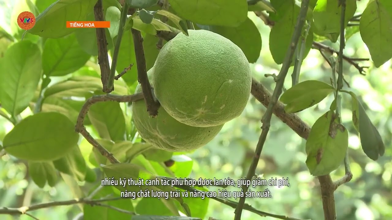 [TIẾNG HOA] GIẢI PHÁP GIỮ VƯỜN - NÂNG CAO HIỆU QUẢ SẢN XUẤT BƯỞI | VTV5