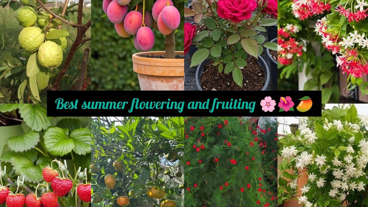 Best summer flowering and fruiting🌺🌸🥭#summer#gardening#viralvideo#trendingvideo#shortvideo#youtube