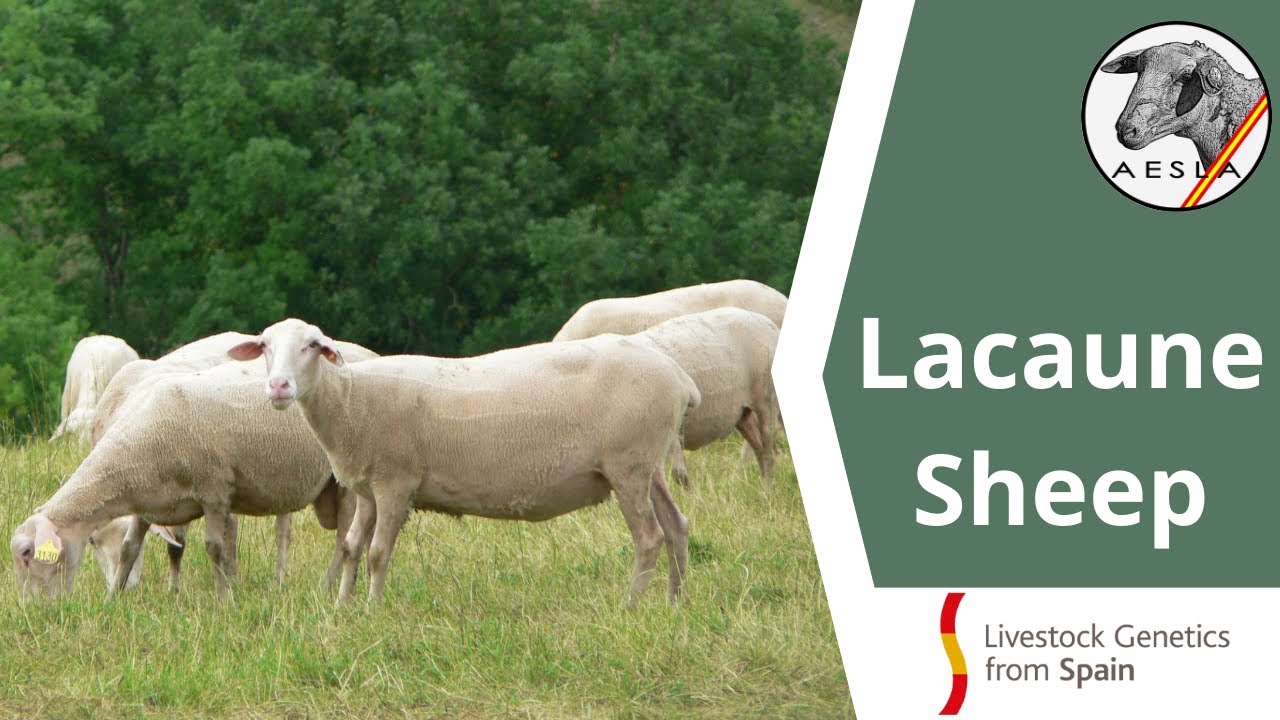 Excellence in the Sheep Sector: The Lacaune Sheep