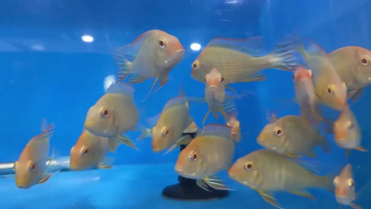 Predatory Fins is live!