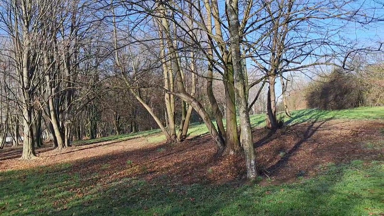 Parco delle querce, per non dimenticare il disastro dell'Icmesa