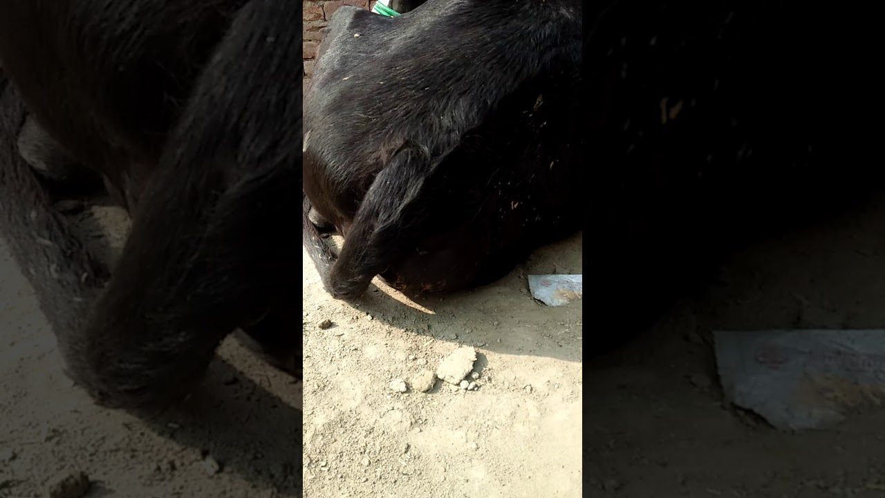 Silent cow heat sign