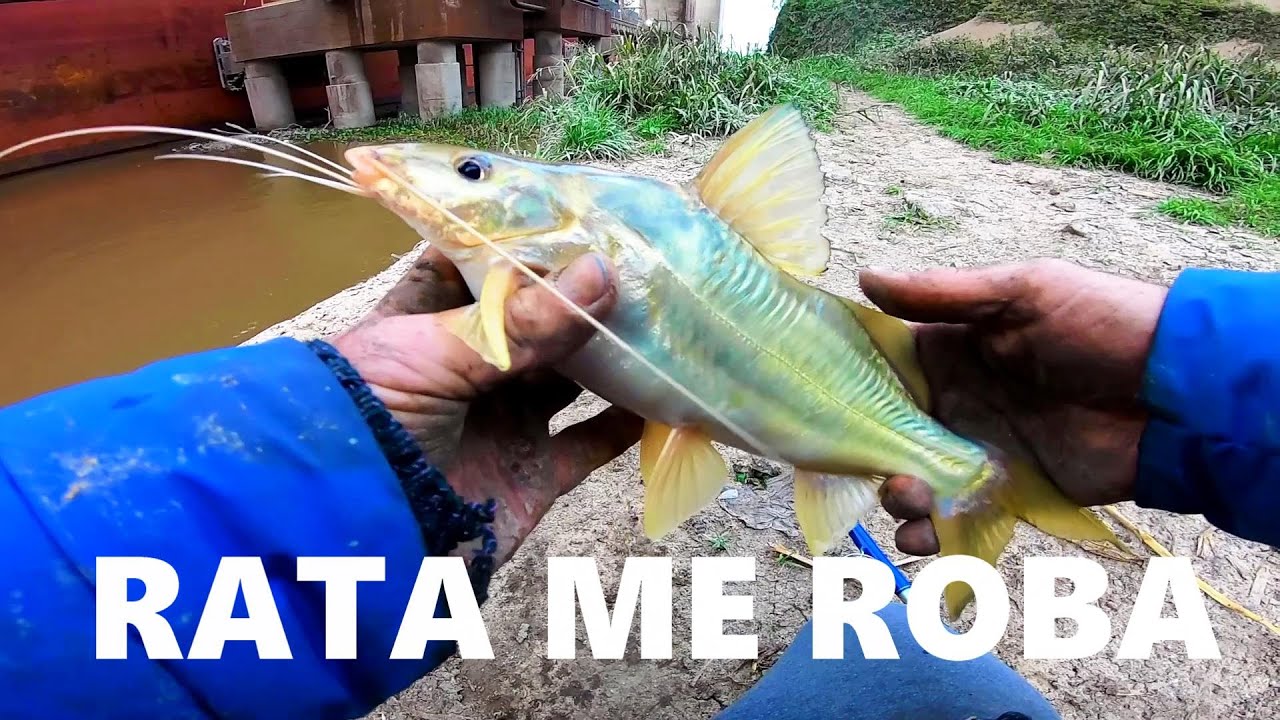 RATA ME ROBA PESCADO, encontré millones de lombrices. Pesca y Aventura. PESCA URBANA 2022,