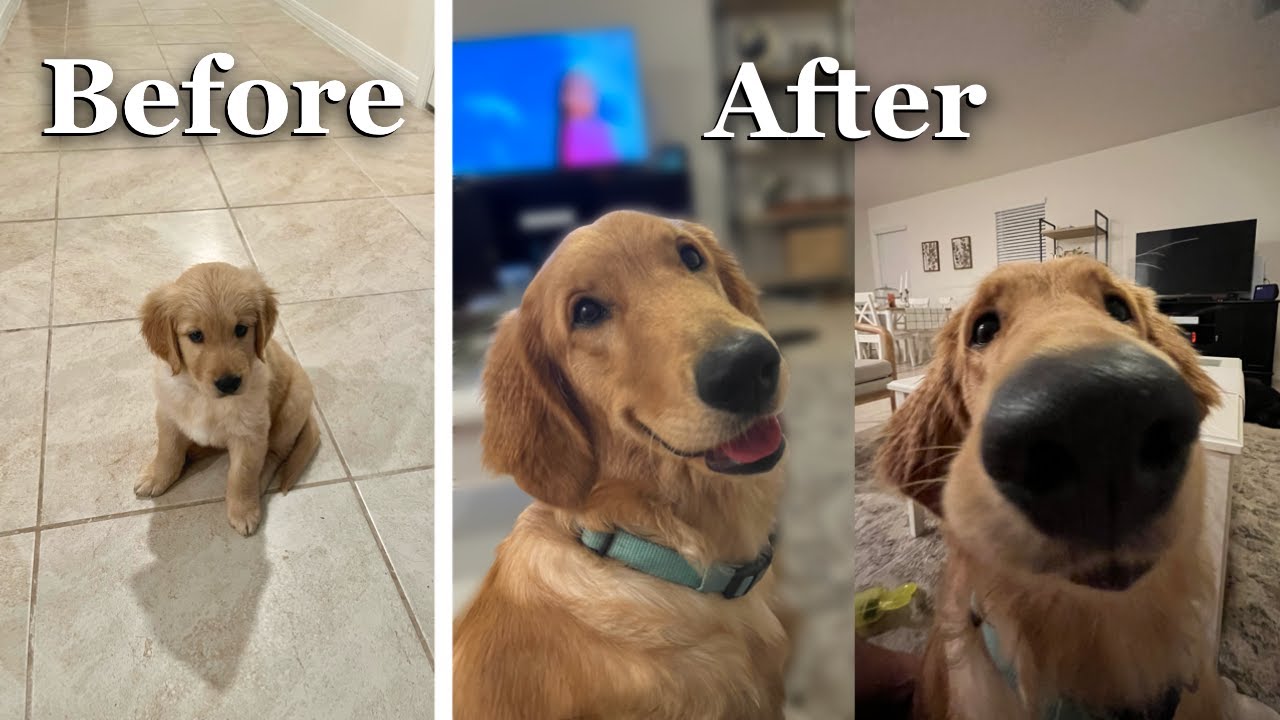 Life with a Golden Retriever Puppy