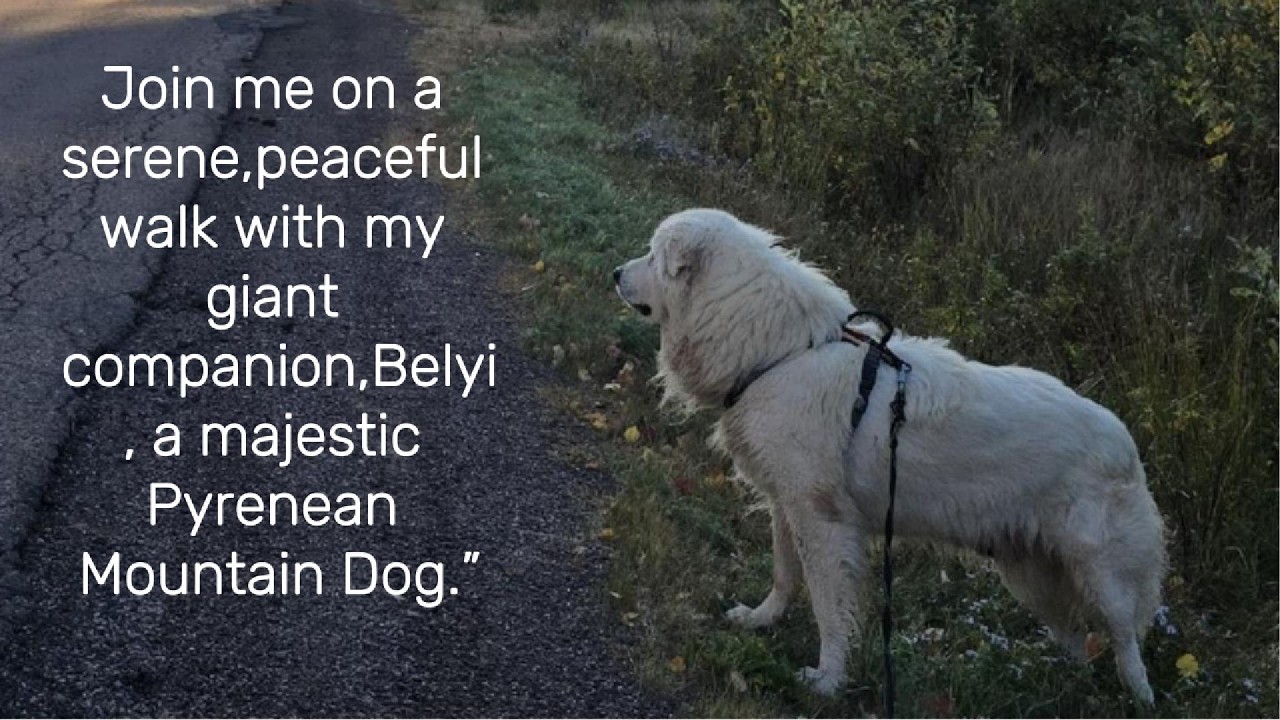 “Join me on a serene,peaceful walk with my giant companion,Belyi, a majestic Pyrenean Mountain Dog.”