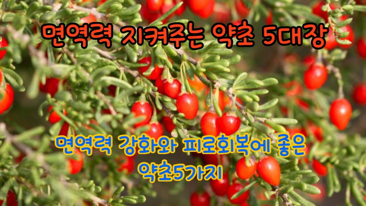 #면역력 올려주는 최고의 산약초 5가지#상황버섯부터 만삼까지