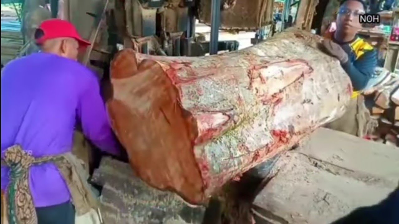 Kayu jengkol tua 