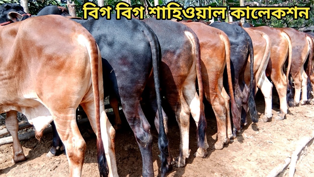 ১২২ হাজার  টাকা লটে  ১০০% শাহিওয়াল কালেকশান।।০৩/০২/২০২৬।।