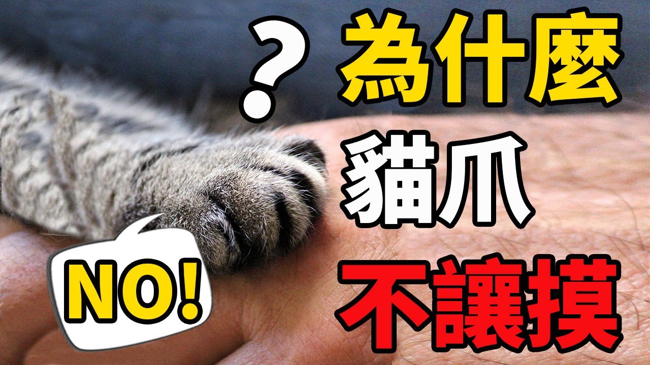 貓為什麼不讓摸爪爪？保護貓爪人人有責！