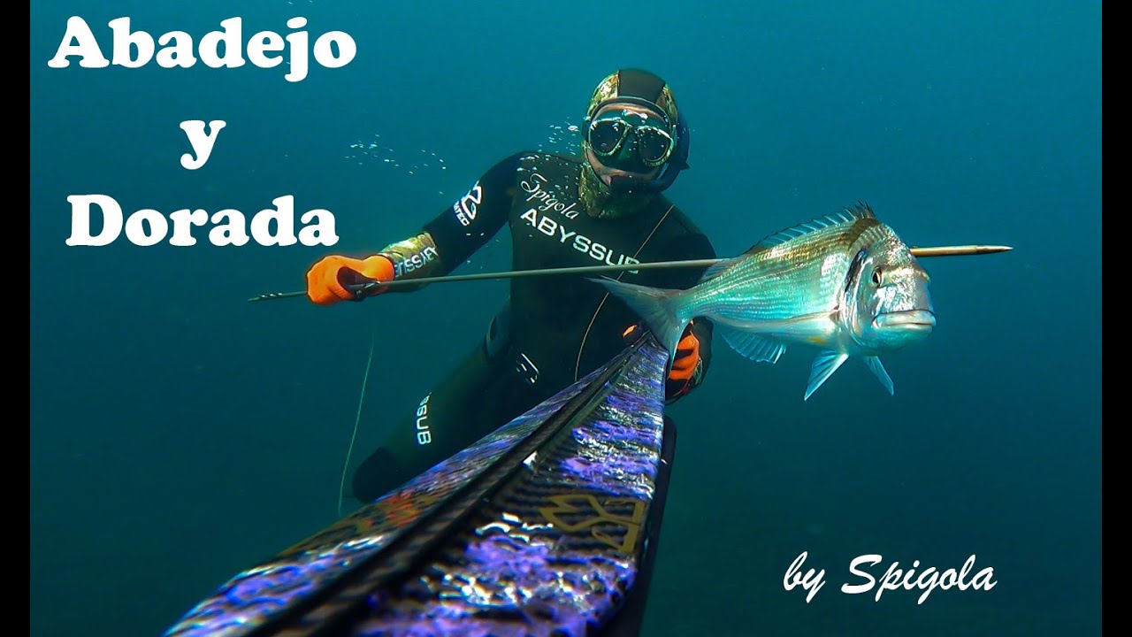Abadejo y dorada en disparos a larga distancia.@soriatec @abyssubchannel3354 @abyssubspearfishing130